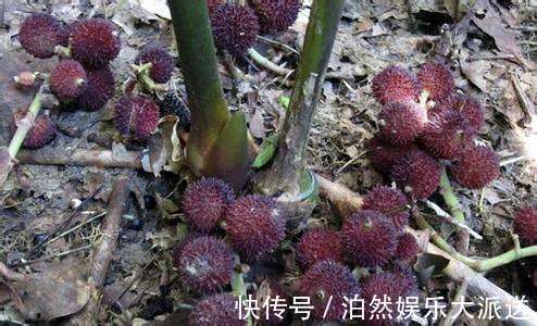 紫红色|农村有一植物，酷似杨梅，长在地上，价格珍贵！