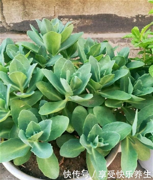 路边见这种花别小瞧,它就是“长药八宝”,家里养一棵不怕蚊子咬!