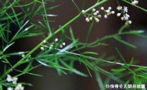 六腑|此物养生可润燥止咳，李时珍说它能“补五脏、调六腑、令人无病”