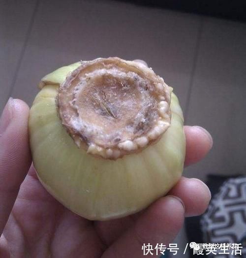 啤酒|君子兰风信子夹箭不开花,简单1招,把花拽出来!