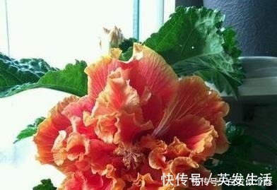 盆栽|这些花,命太大,成桶成桶喝水,烈日下开花,开爆整个夏天!