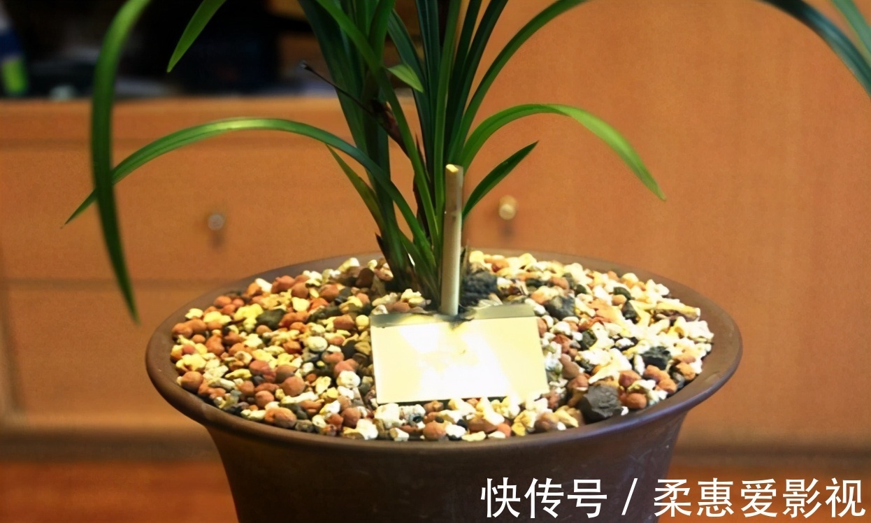 巧用筷子养花,知道该用在什么地方吗?此3处有迹可循