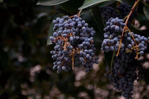 腦梗的“罪魁禍首”被揪出,醫生這2類食物再饞也要管住嘴