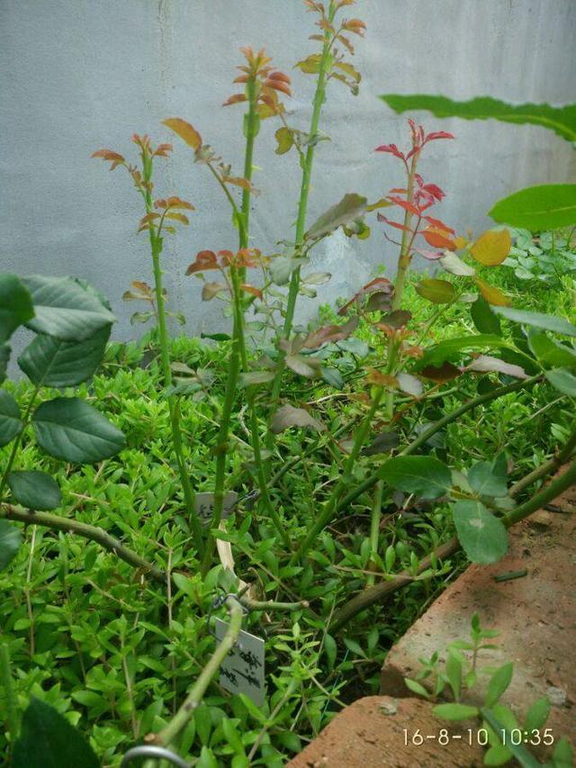 独干月季怎么养才会枝繁叶茂开花爆盆老花匠只需一招,长见识了