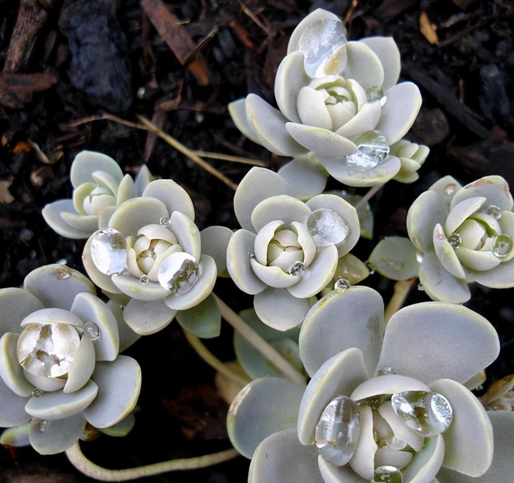 多肉|5种好看又好养的多肉,看一眼就爱不释手,还能开出俊秀的小花