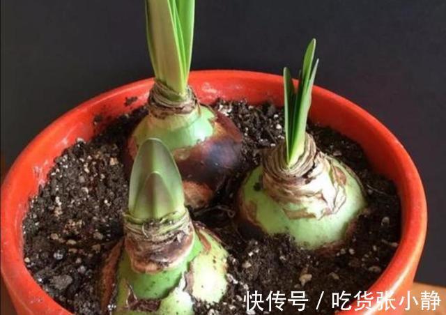 5种漂亮花,天冷多晒晒,越晒长得越健壮,花开得又多又大