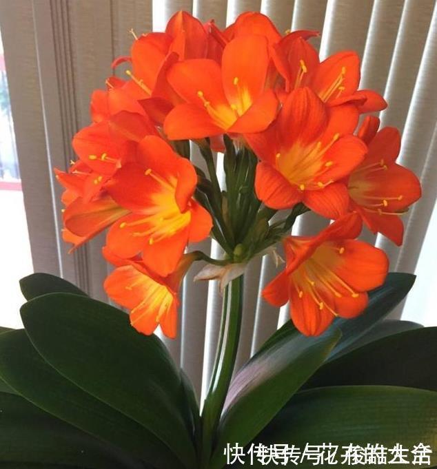 腐叶土|养君子兰用这个小妙招，开花多、新叶多、不夹箭，叶子绿的发光