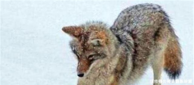 花季少女拿祖传“狼皮”鉴宝,专家情绪失控拒绝估价,拒绝鉴定