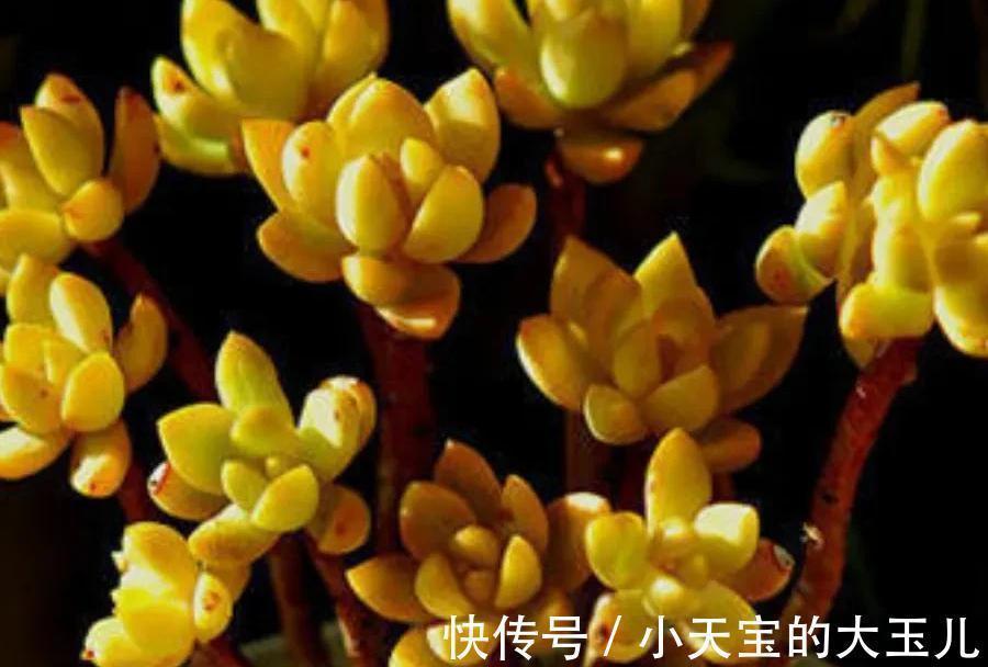 蓝苹果|3种多肉大普货,简单养殖变成手捧花,价值翻了好几倍