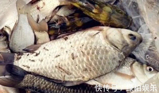 钓手|大鲫鱼可遇不可求？老钓手稍微调整下策略，上鱼快到没话说。