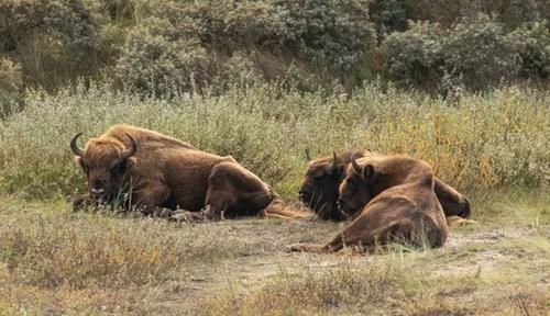 已消失6000年的野牛将重返英国，一种消失13.6万年的鸟也出现了