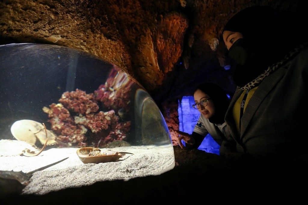 阿布扎比|中东地区最大水族馆——阿布扎比国家水族馆正式开馆