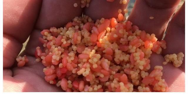 钓鱼|新手如何快速钓到鱼?讲几句实话,保证比你烧钱买装备有用!