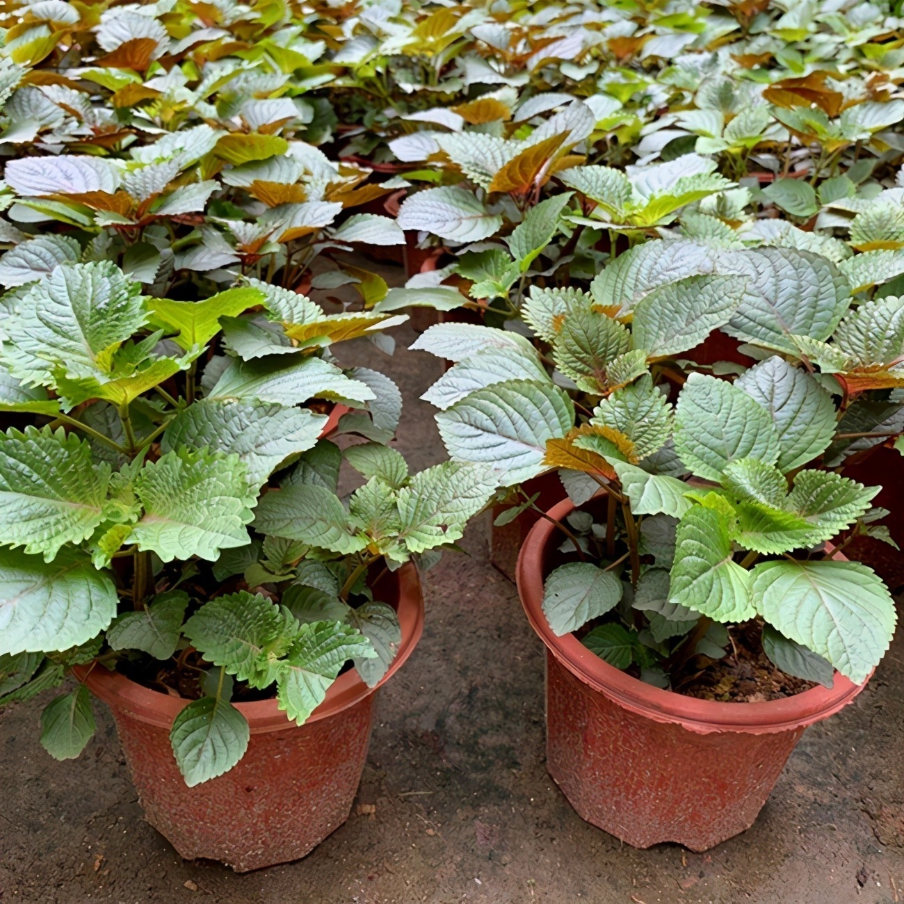 盘点5种适合家庭盆栽的蔬菜，可观赏也能食用，一举两得