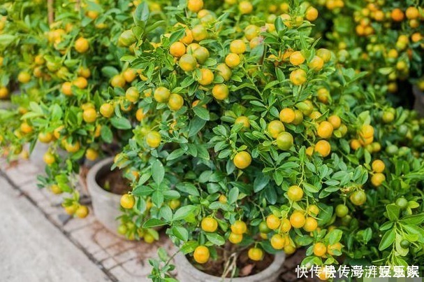 收获|此花被称为“转运珠”,寓意收获和招财,可以让家人更加发财旺运