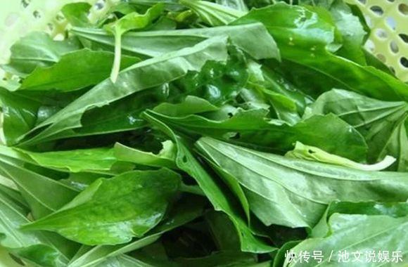 扫帚菜|以下几种野菜，清热祛痰，活血养颜，老中医都很喜欢