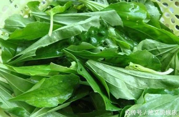 扫帚菜|以下几种野菜,清热祛痰,活血养颜,老中医都很喜欢