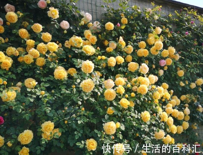 肥害|月季花难养，问题不断吗教您2招，找准问题原因!