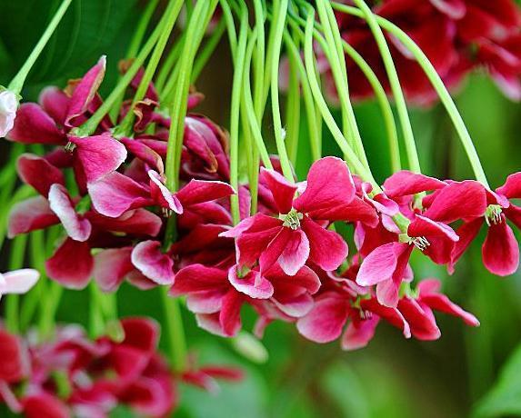 这“3种花”，靠一根枝就能“蹿满墙”，家里养一盆，半月成红墙