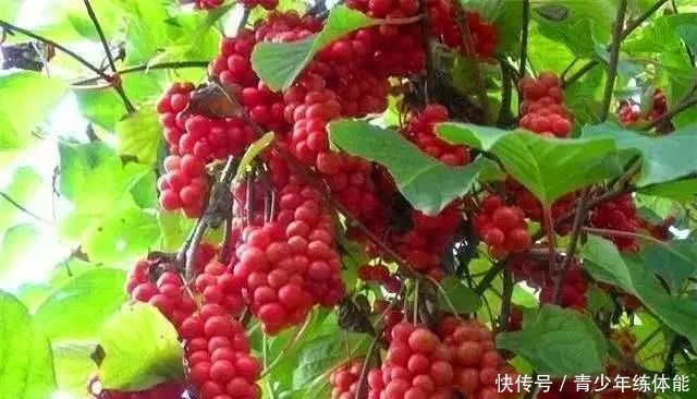 收获的季节|五味子,你可知是什么味!