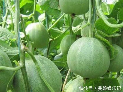 技巧|挑选香瓜也有窍门,只要记住3个技巧,保证挑出甜的