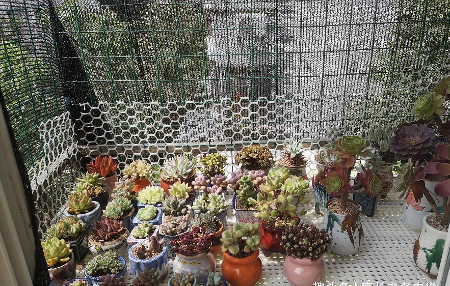 阴天|没有太阳的阴天但温度很高,这种情况需要给多肉拉遮阳网防晒吗?