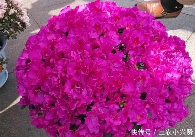 缺水|看好了, 就是这五种花! 越浇越爆盆, 一缺水马上就蔫了, 你家有吗