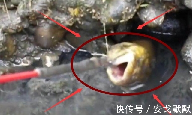 大鱼|男子花费5个多小时呆在臭水沟,竟然只为了带到这条金色的大鱼!