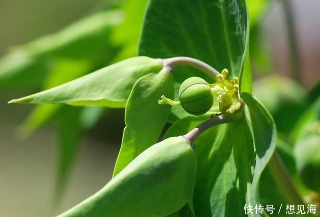 随子|农村一种叫不出名的野草，植株乳汁能逐水消肿、破症杀虫、镇痛等