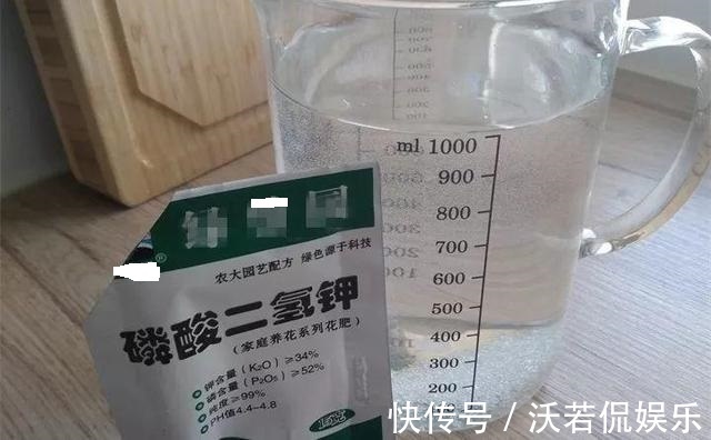 花肥|秋天的天竺葵“掐头去尾”，喂点“开花肥”，40天开花一团团