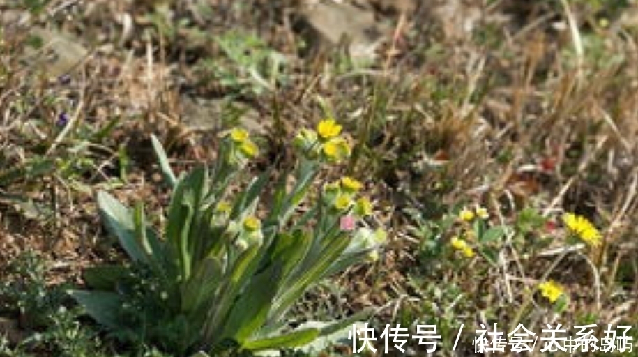 舌草|农村一种野草，人称“狗舌头草”，殊不知消炎利尿有特效，请珍惜