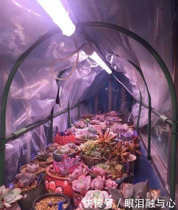 寒潮来了,害怕花受冻,赶紧这么做!寒潮来了,害怕花受冻,赶紧这么做!