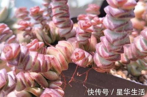 花盆|农村姑娘在院子里种多肉,选择多肉花盆经验分享:要好看也要实用