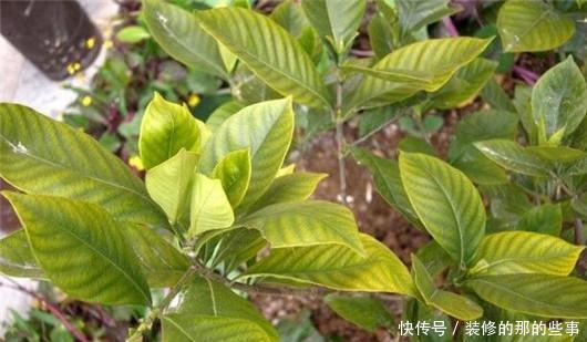 此个|栀子花总是掉花苞,茉莉花也不开花,肯定是因为此个