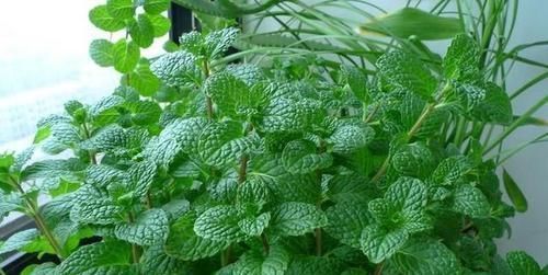 蚊虫最不喜欢这种花，家里养一盆，蚊虫不进门，我就养了3盆！