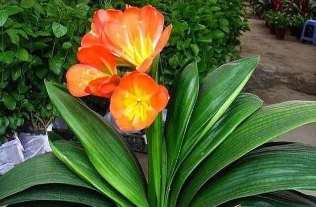 换盆|君子兰怎么换盆做好这几点,你就明白了,服盆效果好能开花