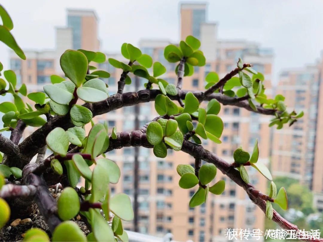 氮钾|金枝玉叶开花了，真花长这样，很多人没见过