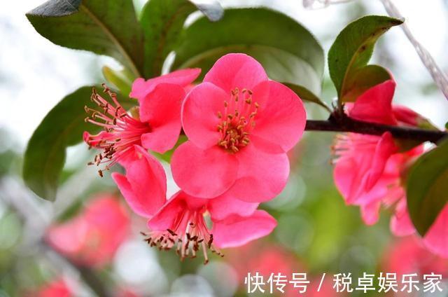 海棠“入夏前期”很重要,晒足太阳分株好成活,夏天开花香味十足