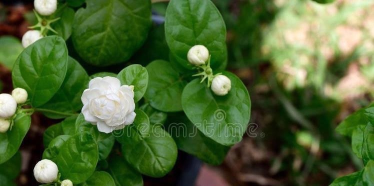 五种花天热特别能喝水,缺水叶子就发黄枯萎,别怕浇水多