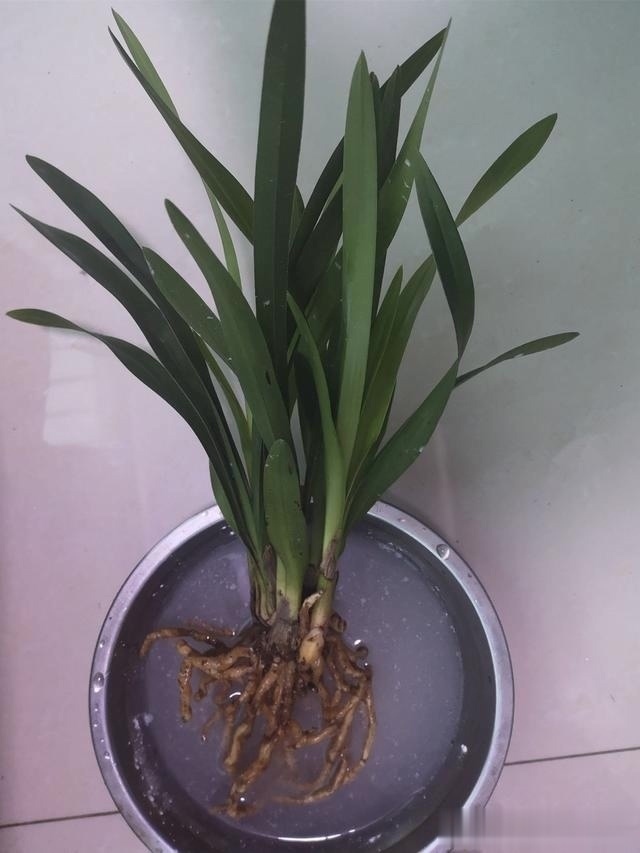 烂根|养兰花,记住2口诀,兰花越长越旺盛,再也不怕养不活