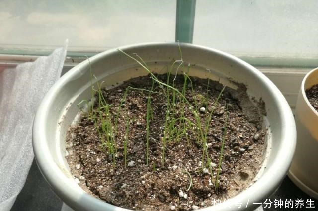 花盆种葱很简单,用1个技巧,一年四季郁郁葱葱,种阳台随吃随摘!