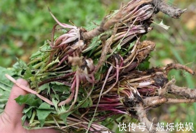 蒲公英|自己晒的蒲公英喝着放心老中医再次提醒,答案或和你想的不一样