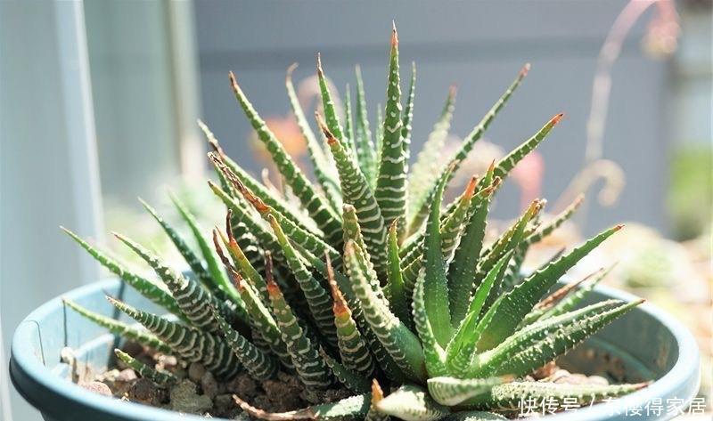 爆盆|2种很耐旱皮实的“小绿植”,不用勤浇水、容易群生、很美