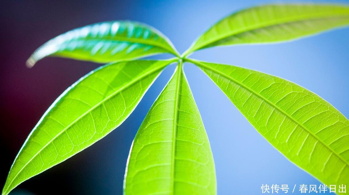 买年宵花时,遇到这5种,再便宜也不买,别不听劝