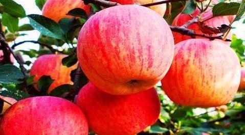 美容养颜|人到中年,几种食物离不开,美容养颜,滋润身体,早知早受益