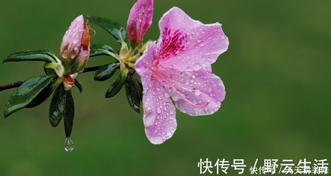 中国传统十大名花你知道多少?各有千秋,看过后就像拥有!