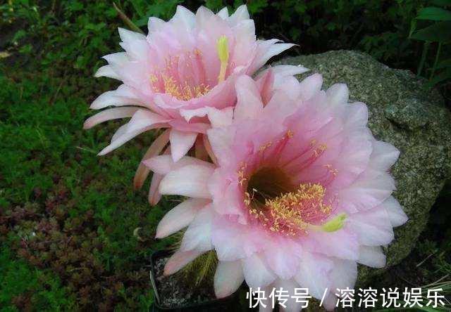 水溶液|仙人球怎么开花选对品种,养护恰当一准儿爆盆,真惹眼