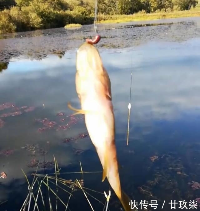 冬天|东北的老头鱼是一种什么鱼?生活在野泡子里,冬天冰封也冻不死