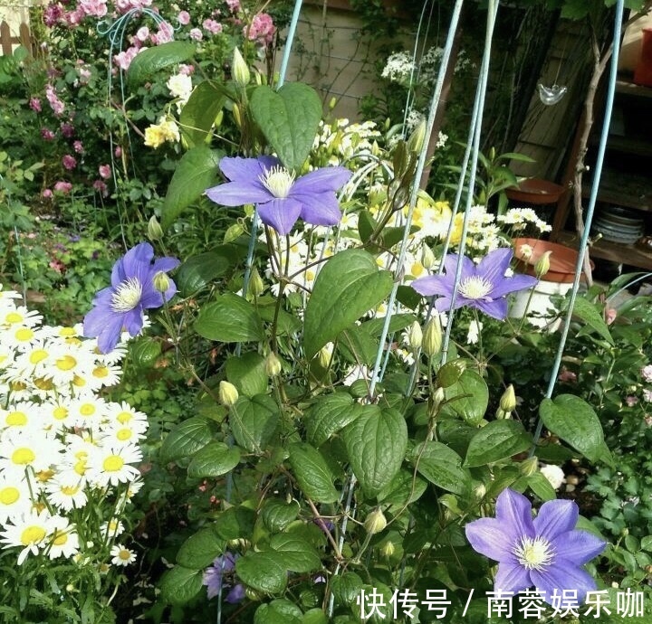 杜鹃花|养不好5种植物，就要赶紧“跳坑”，不然买多少、死多少