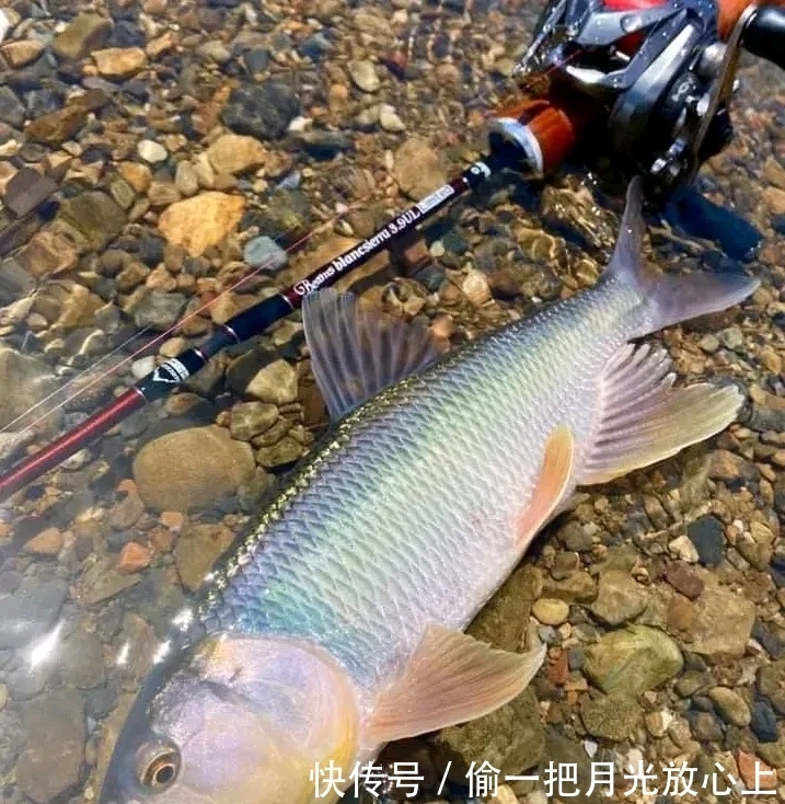 放生|河南钓鱼人钓获罕见“巨型马口鱼”,体长近50公分,随后放生